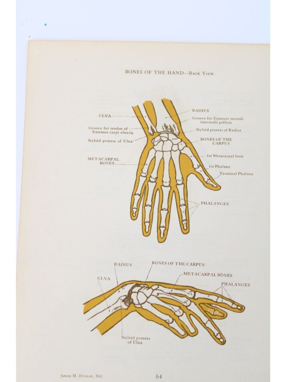1946 Anatomical Diagram Art Students Muscle Bones Hand Vintage 94641